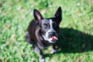 Dog sticking his tongue out