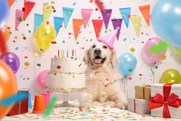 Full Birthday Dog Pawty - Local To Treasure Valley Only
