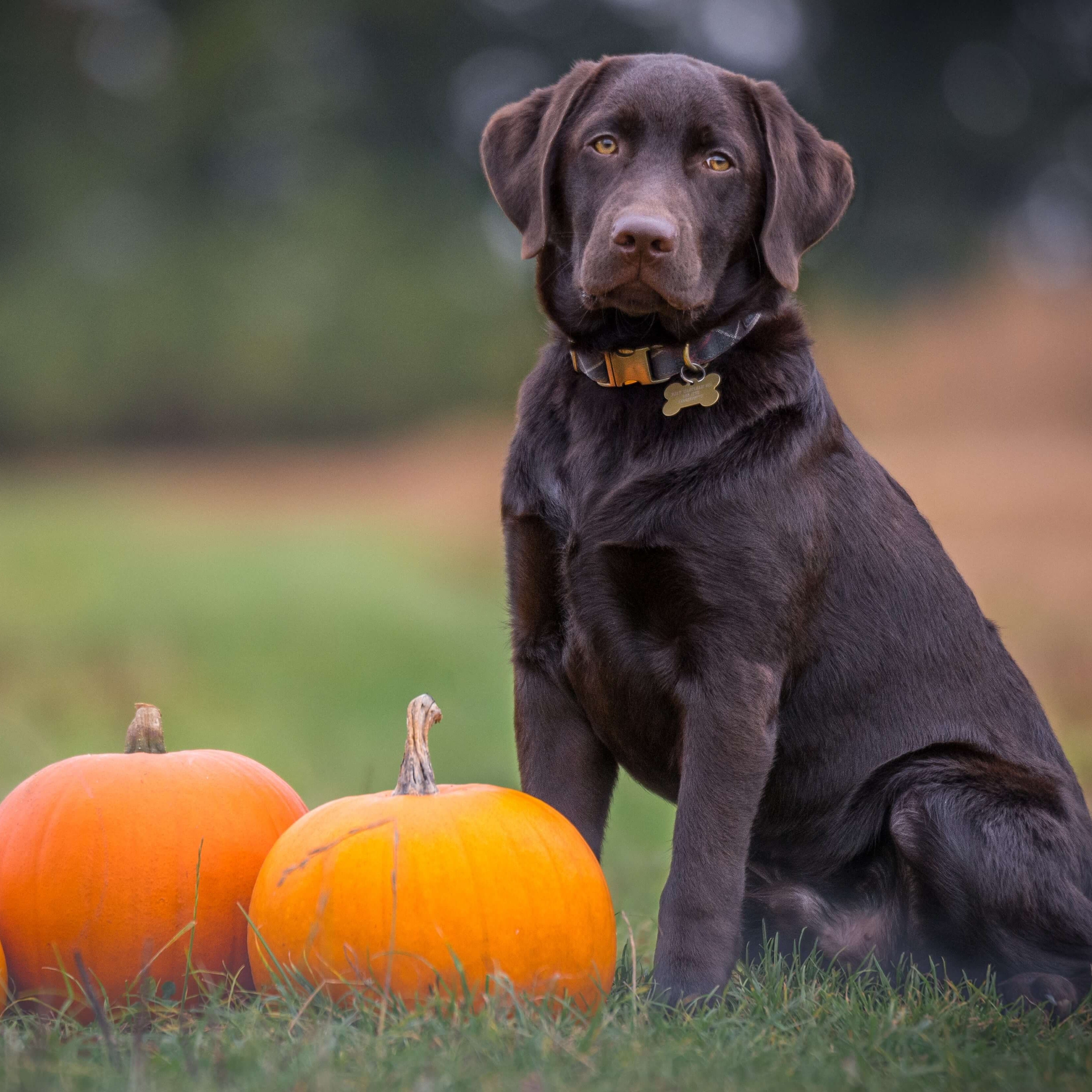 Fall Dog Cookie Package