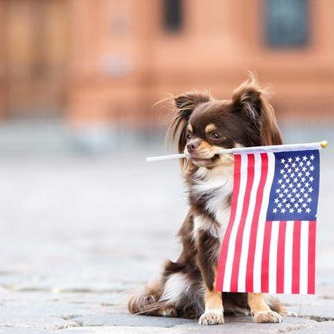 Memorial Day Dog Cookie Package