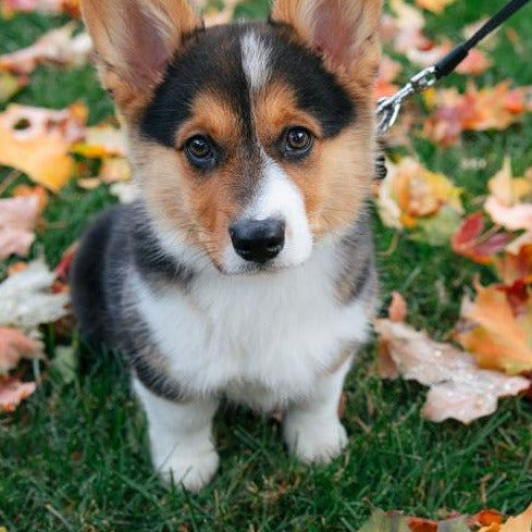 Thanksgiving Dog Cookie Package