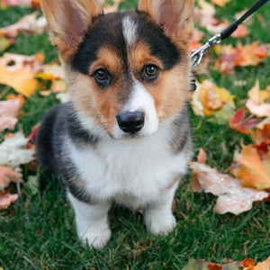 Thanksgiving Dog Cookie Package