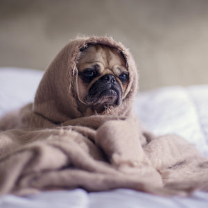 Get Well Fur Baby Package