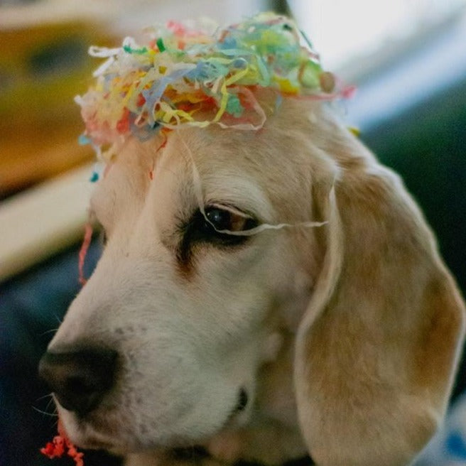 Happy New Year Dog Cookie Package